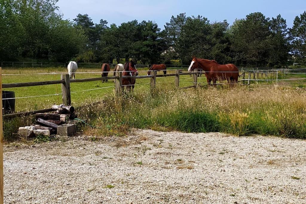 Le Gite De La Ferme Portbail Eksteriør billede
